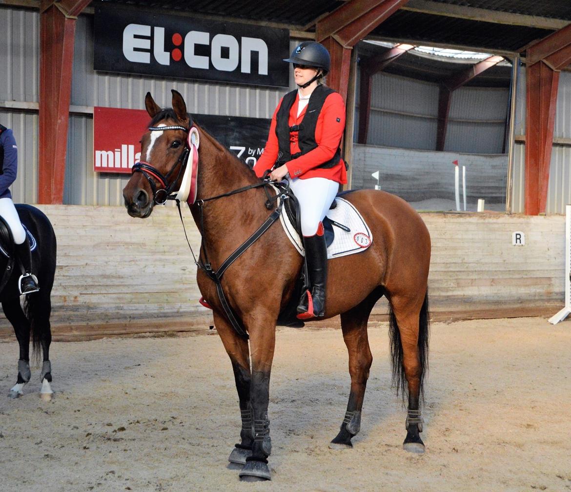 Dansk Varmblod Appetizer HIMMELHEST  billede 18