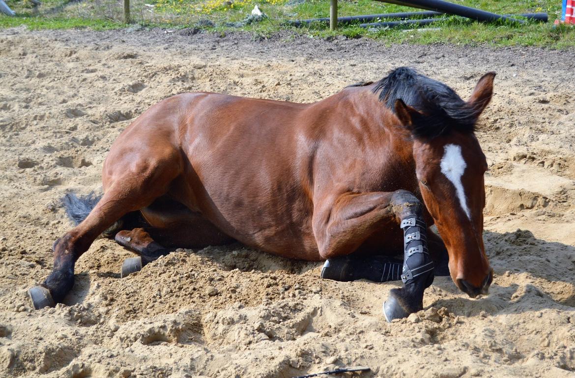 Dansk Varmblod Appetizer HIMMELHEST  billede 20