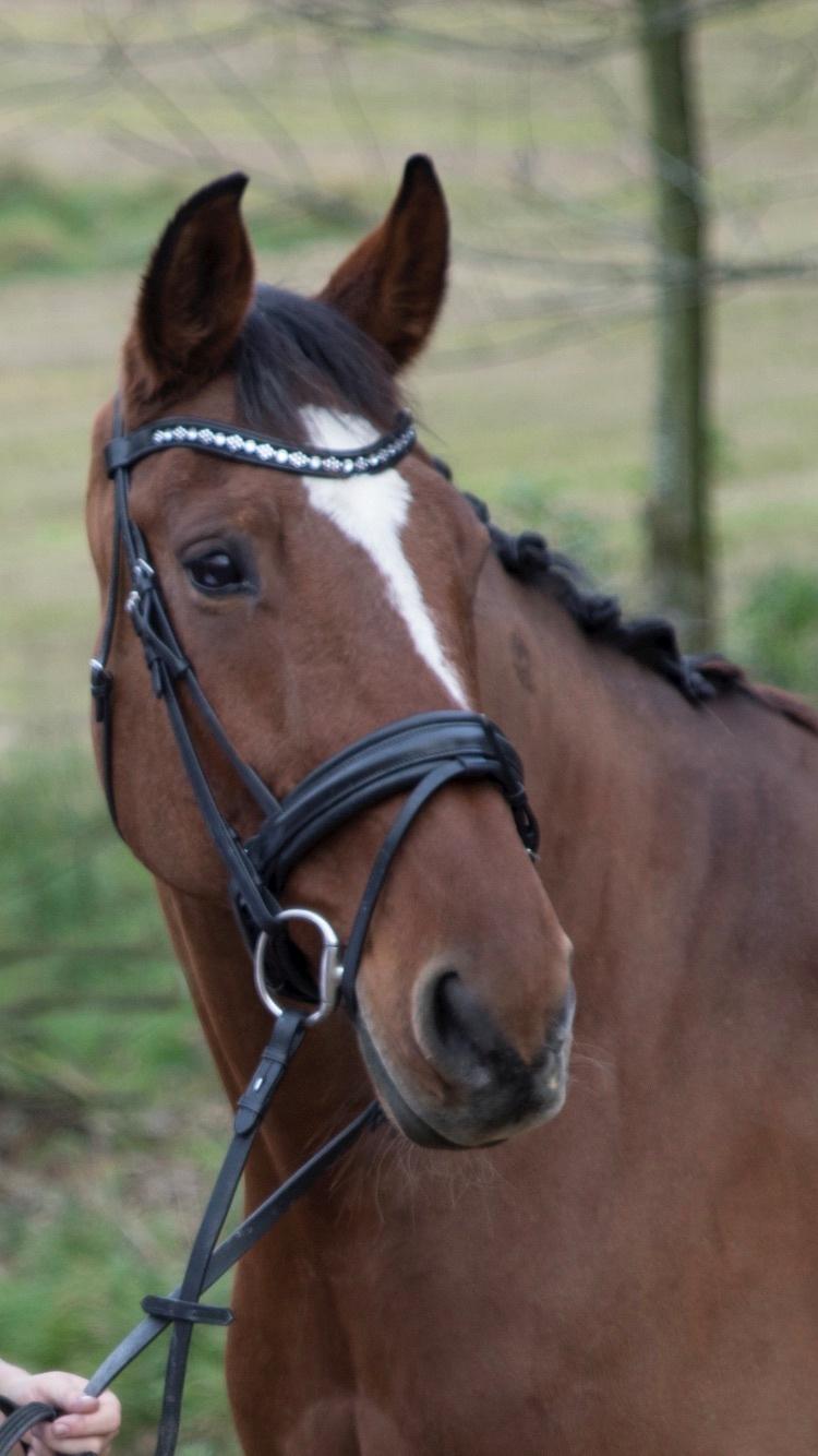 Dansk Varmblod Appetizer HIMMELHEST  billede 19