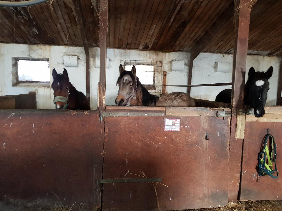 DSP Bjerring's trouble SPH 252 billede 40