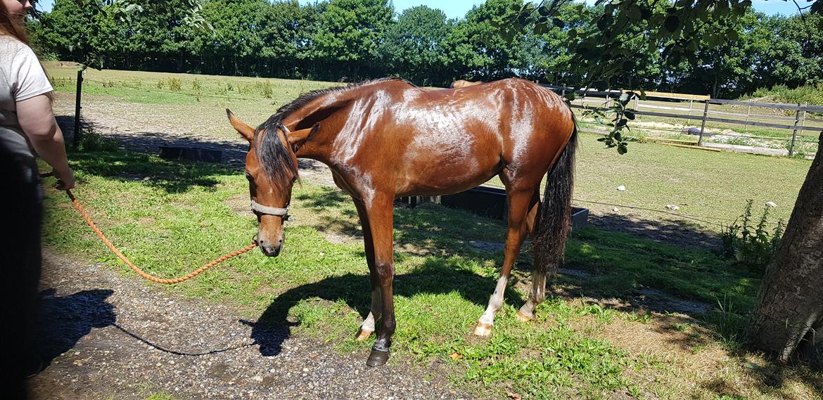 DSP Bjerring's trouble SPH 252 billede 16