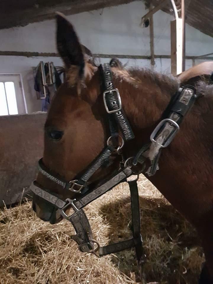 DSP Bjerring's trouble SPH 252 billede 43