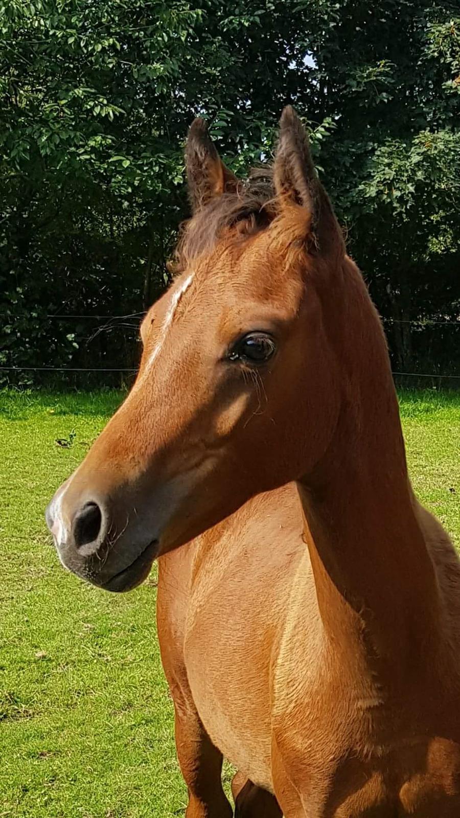 DSP Bjerring's trouble SPH 252 billede 45