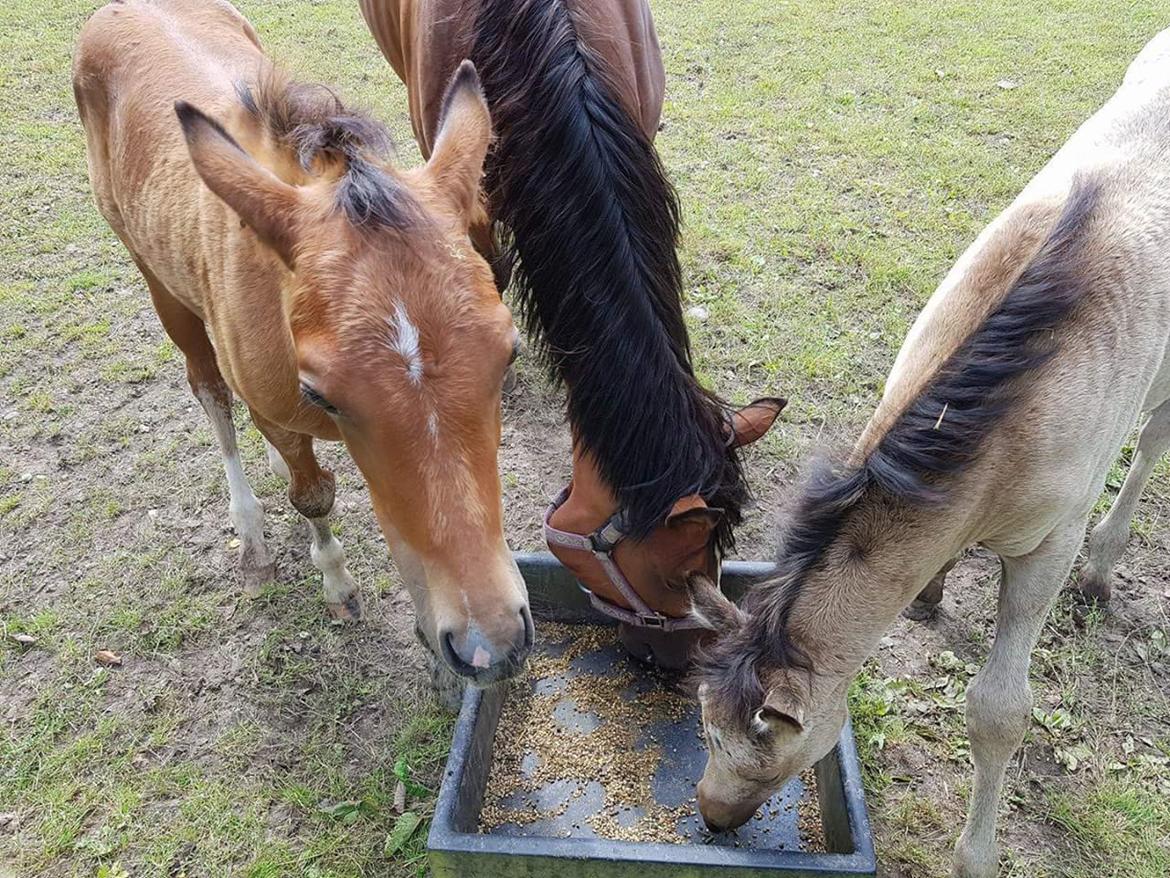 DSP Bjerring's trouble SPH 252 billede 46