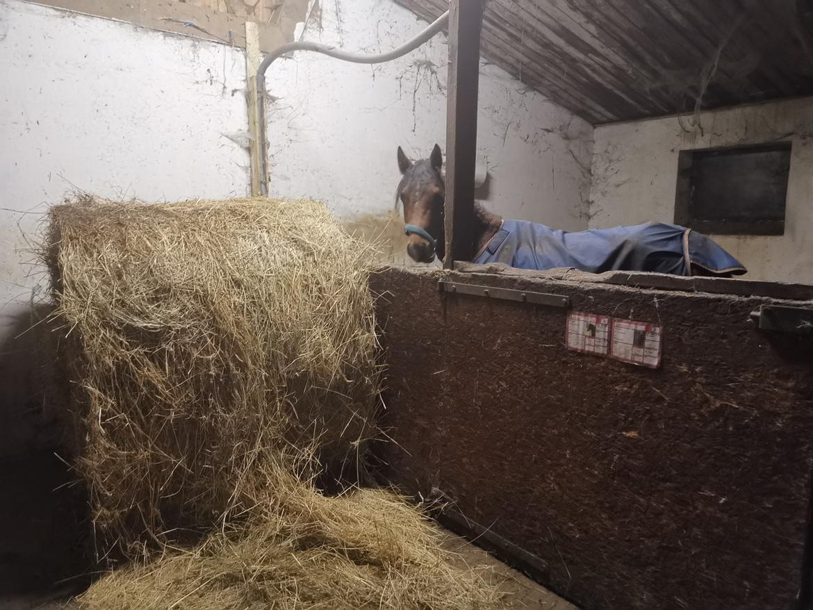 DSP Bjerring's trouble SPH 252 billede 48