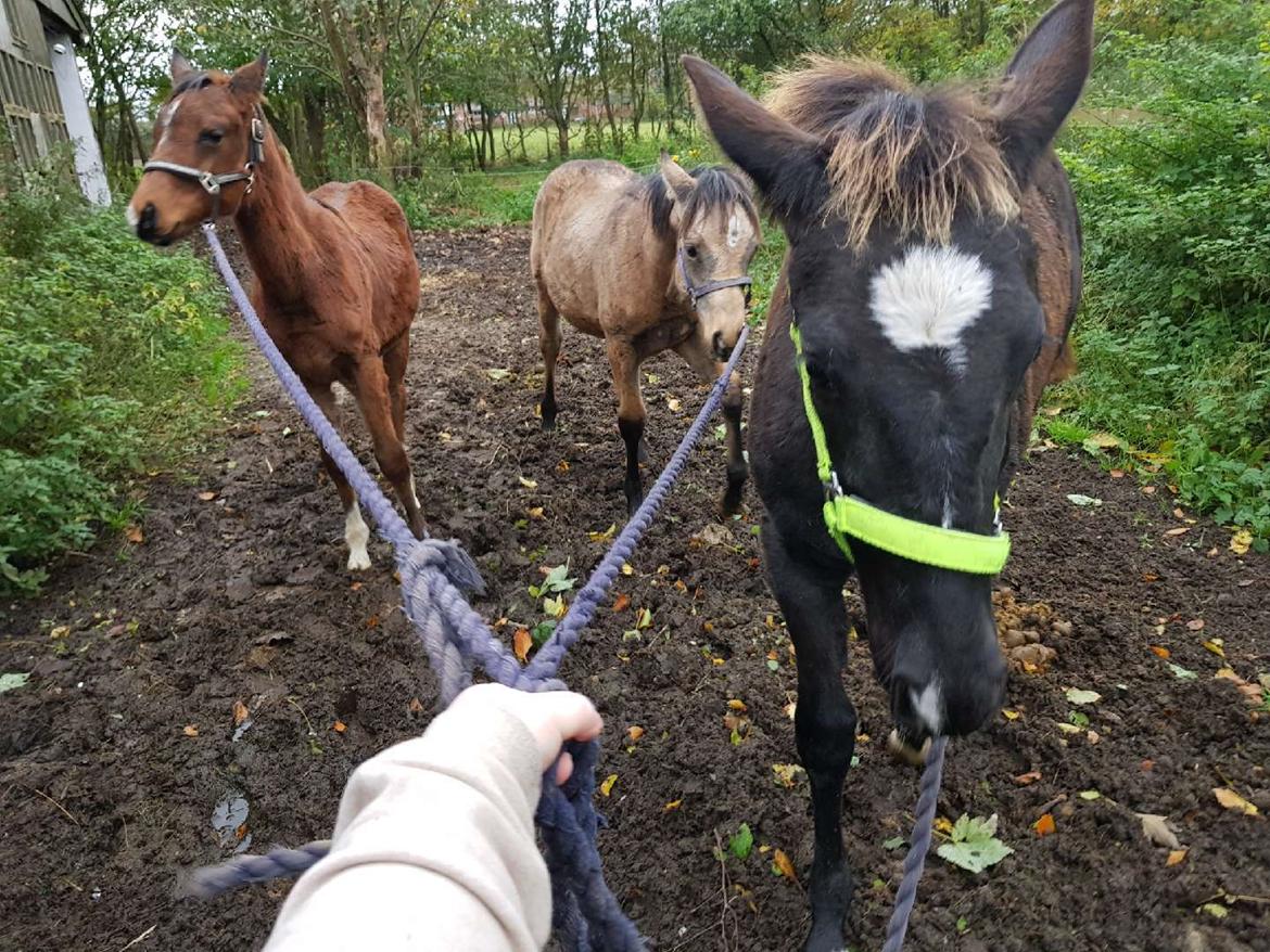 DSP Bjerring's trouble SPH 252 billede 20