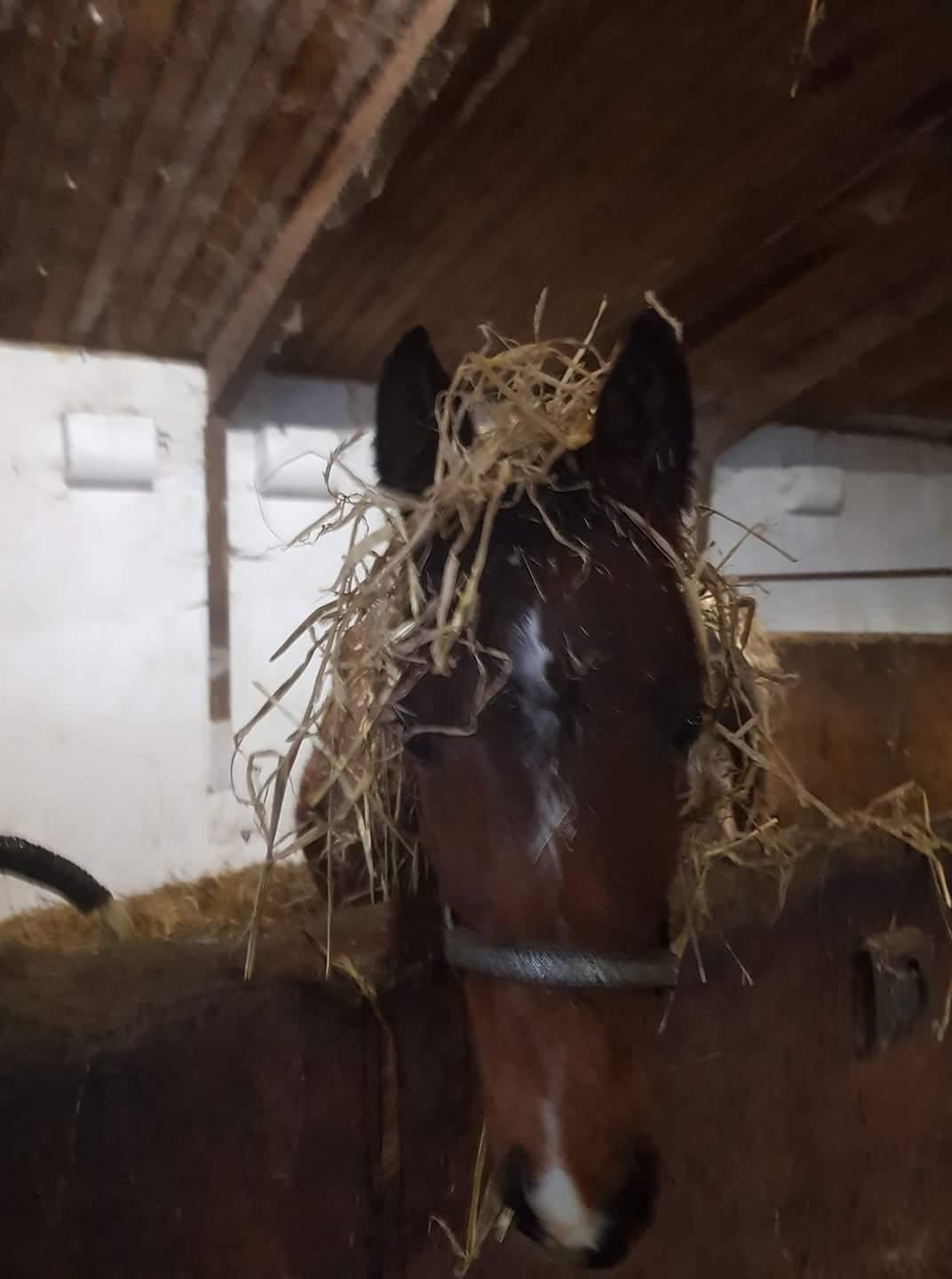 DSP Bjerring's trouble SPH 252 billede 41