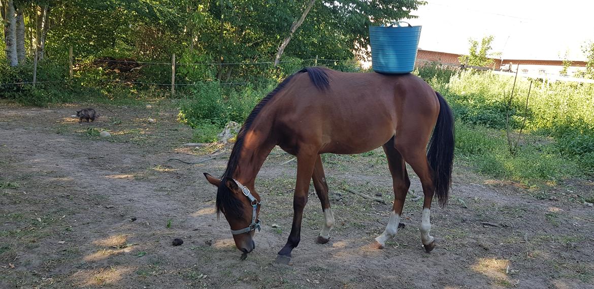 DSP Bjerring's trouble SPH 252 billede 19