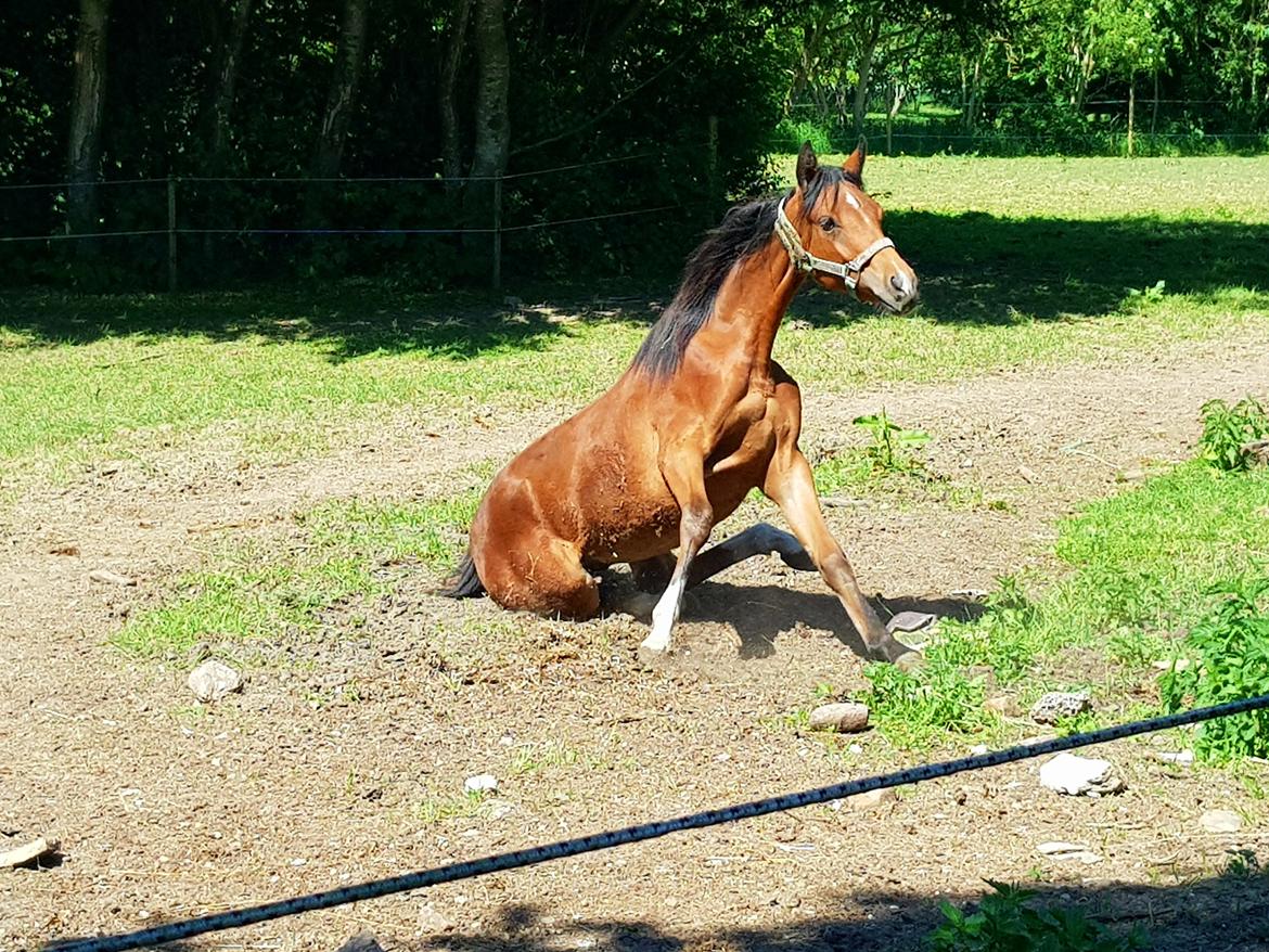 DSP Bjerring's trouble SPH 252 billede 18