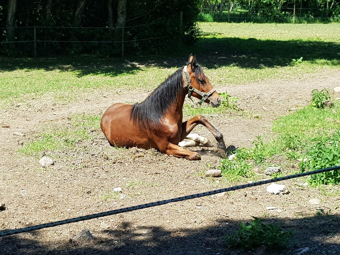 DSP Bjerring's trouble SPH 252 billede 17