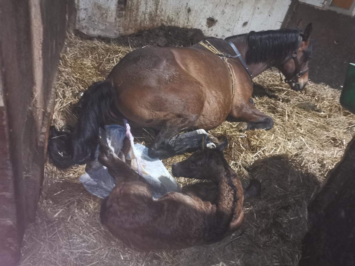 DSP Bjerring's ambrosia billede 15