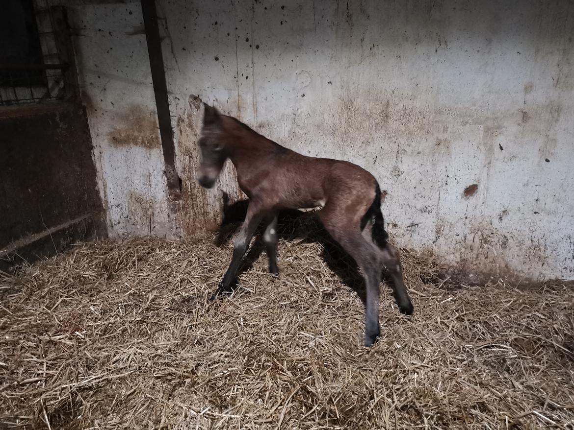 DSP Bjerring's ambrosia billede 16