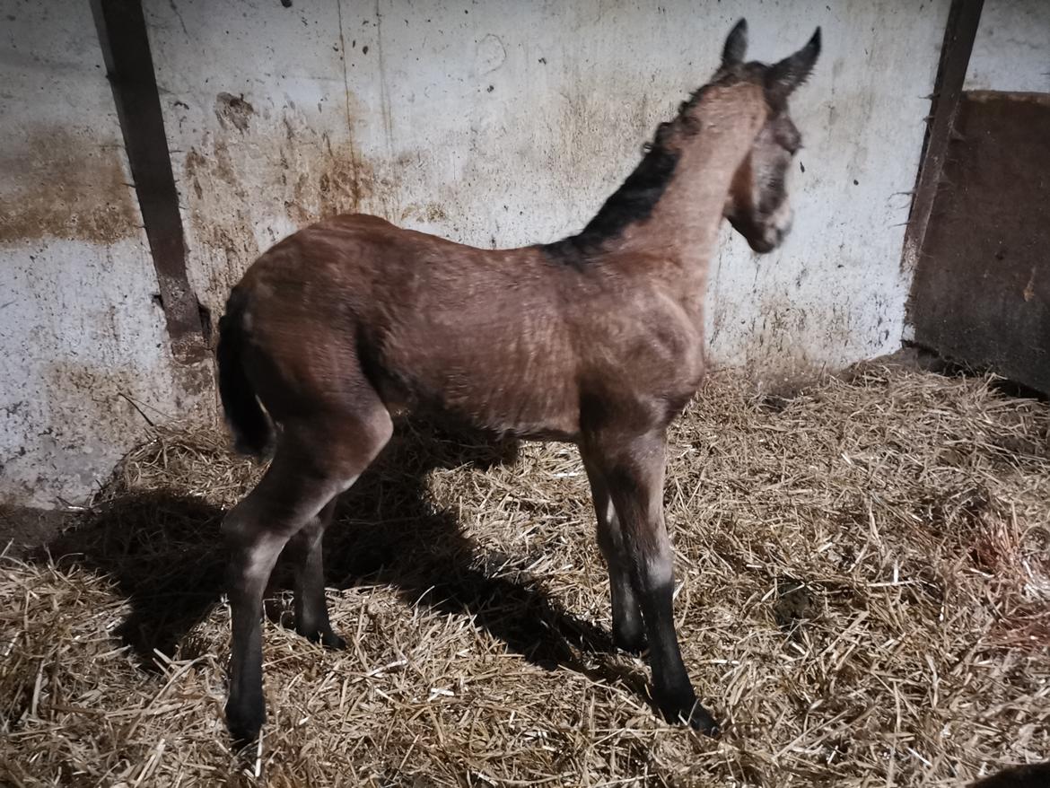 DSP Bjerring's ambrosia billede 17