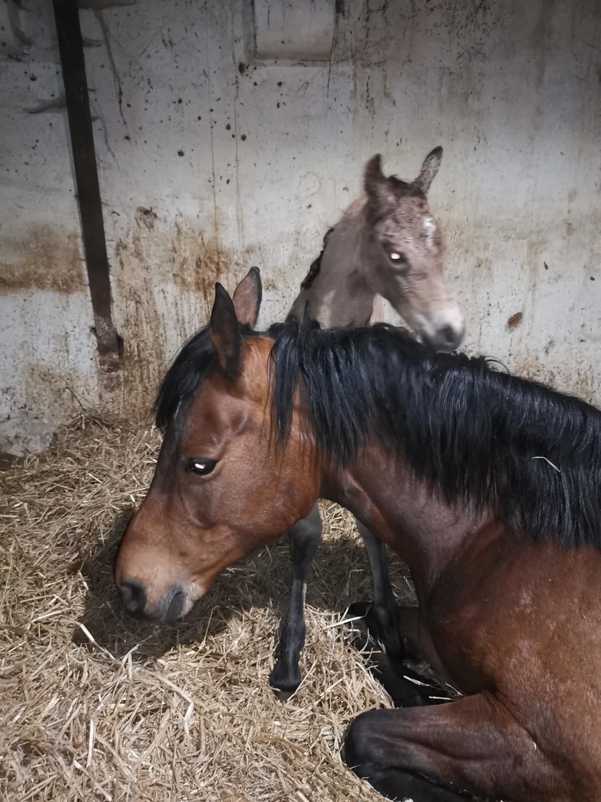 DSP Bjerring's ambrosia billede 18