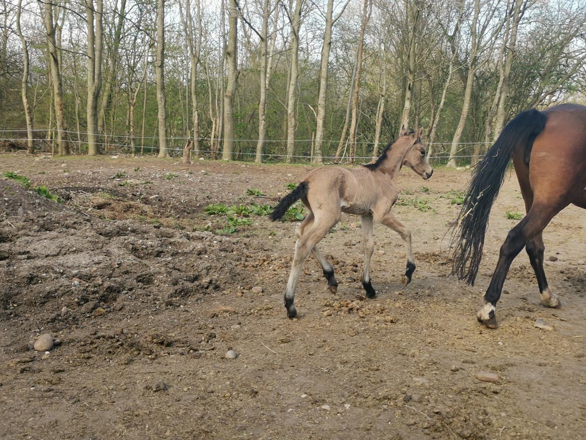 DSP Bjerring's ambrosia billede 4