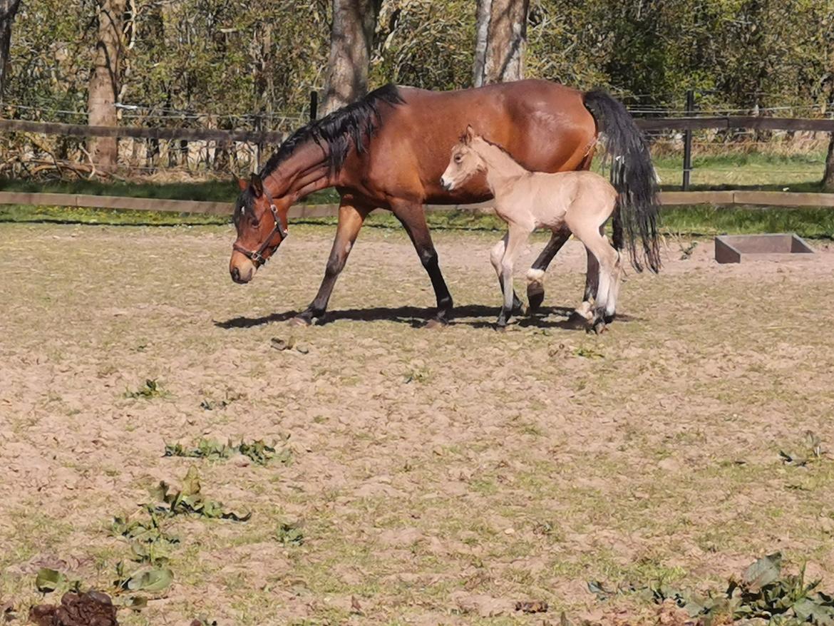 DSP Bjerring's ambrosia billede 2