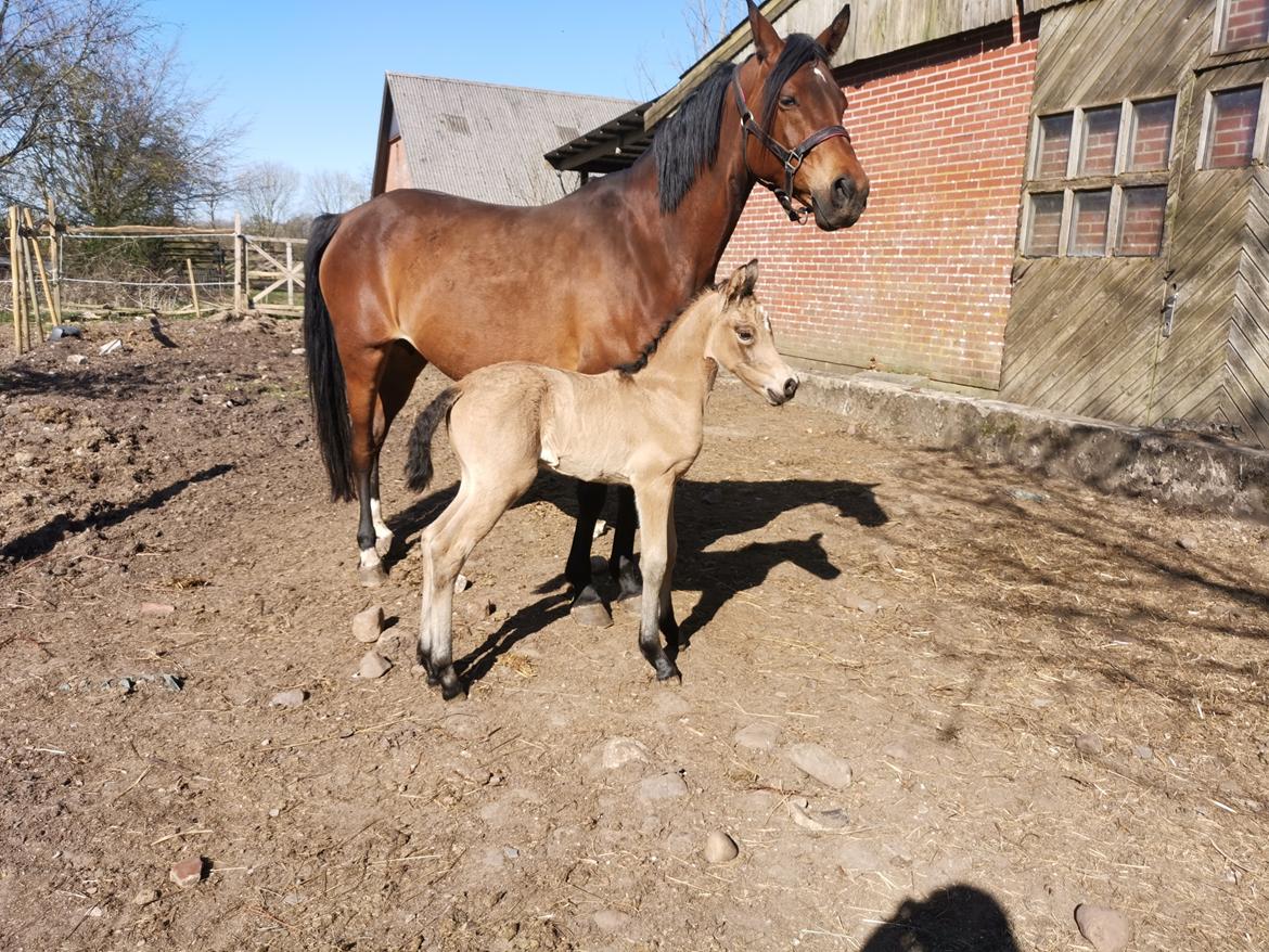 DSP Bjerring's ambrosia billede 5