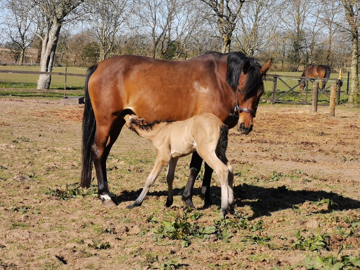 DSP Bjerring's ambrosia billede 6