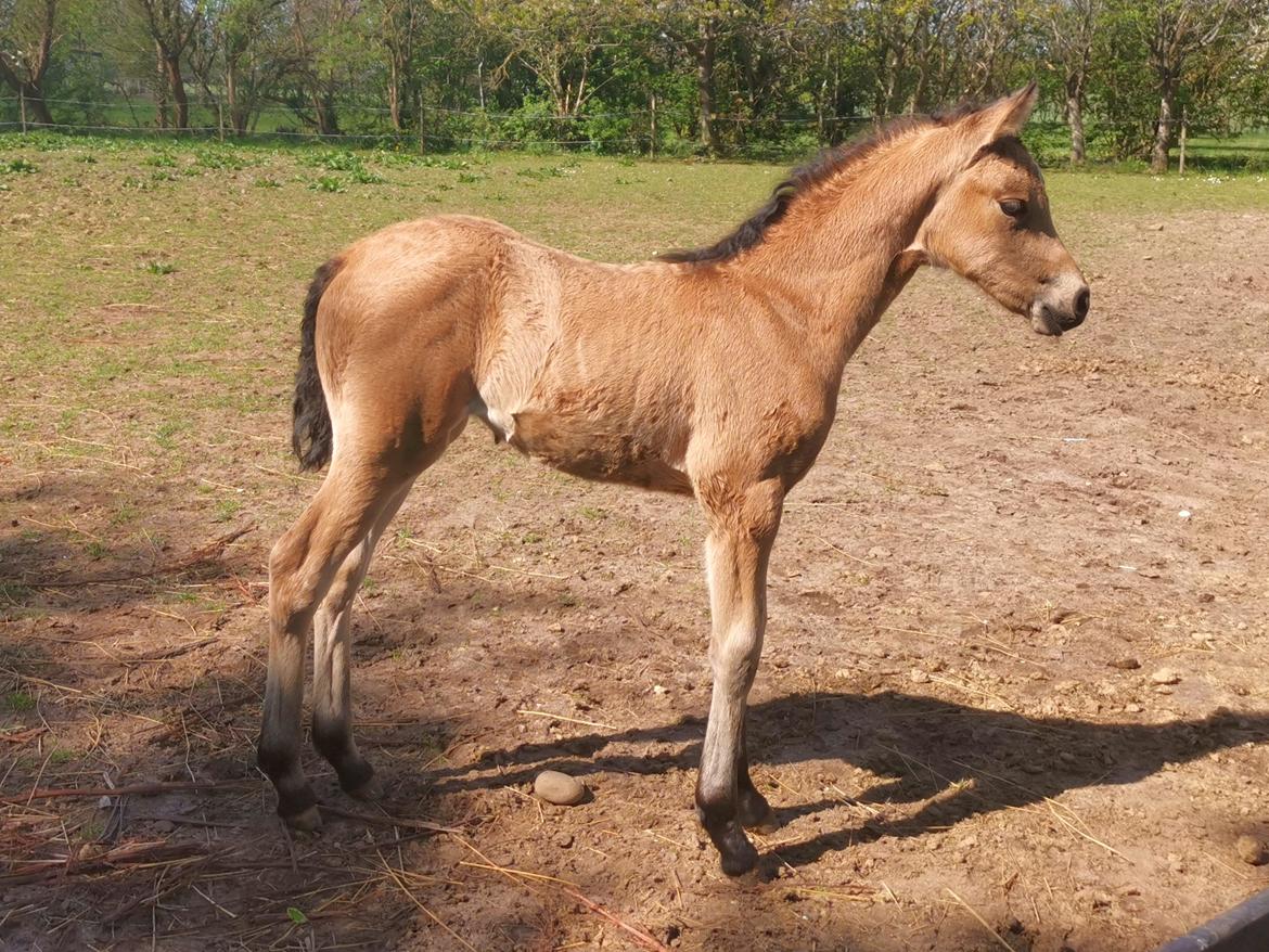 DSP Bjerring's ambrosia billede 9