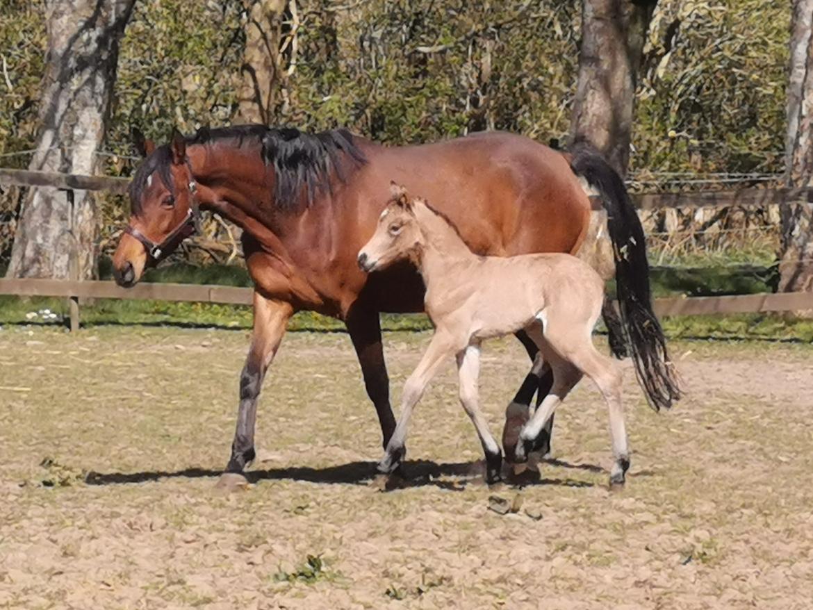 DSP Bjerring's ambrosia billede 1