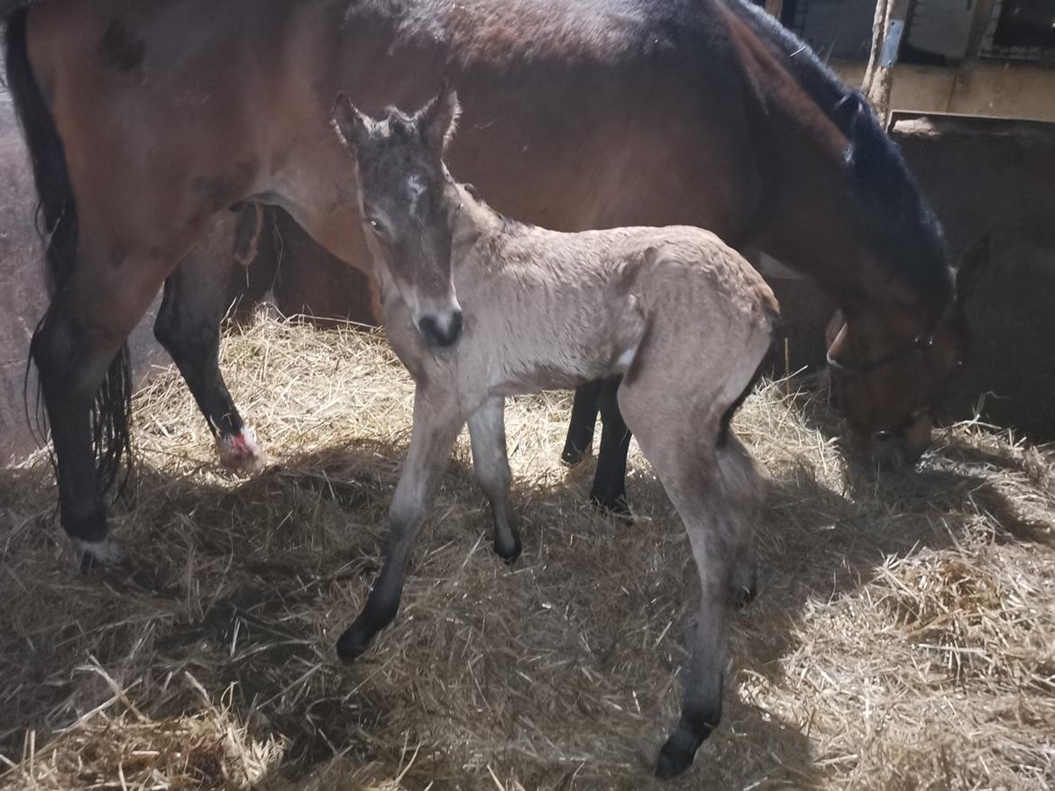 DSP Bjerring's ambrosia billede 19