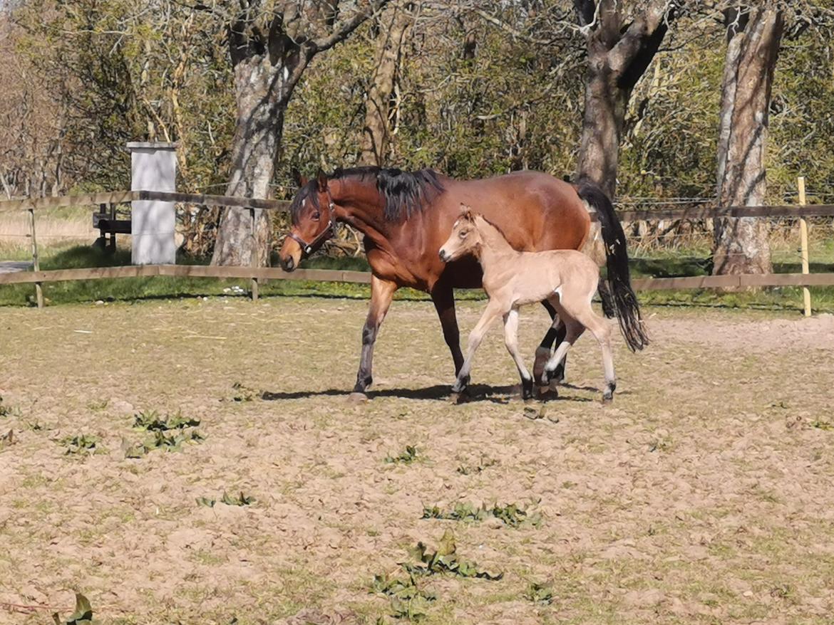 DSP Bjerring's ambrosia billede 7