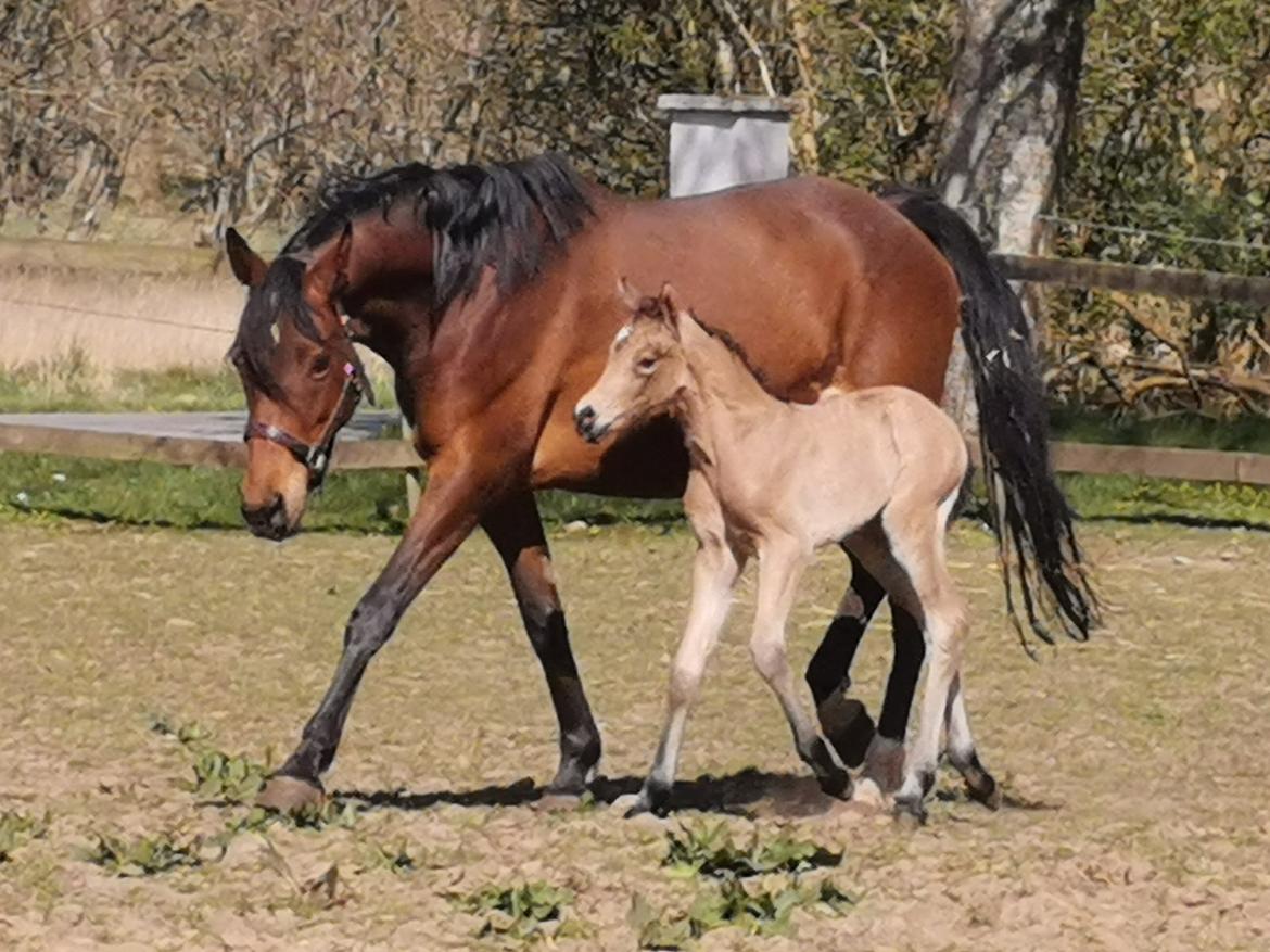 DSP Bjerring's ambrosia billede 8