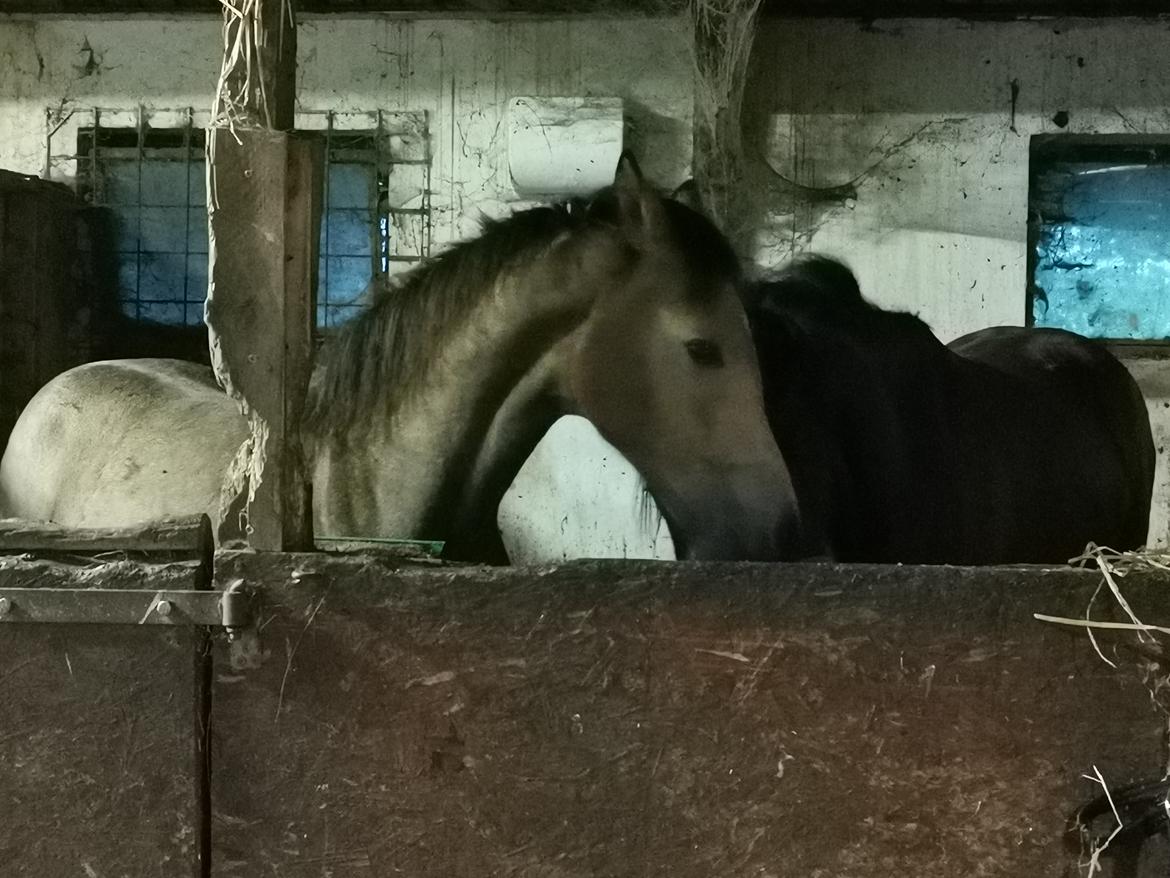 DSP Bjerring's ambrosia billede 12