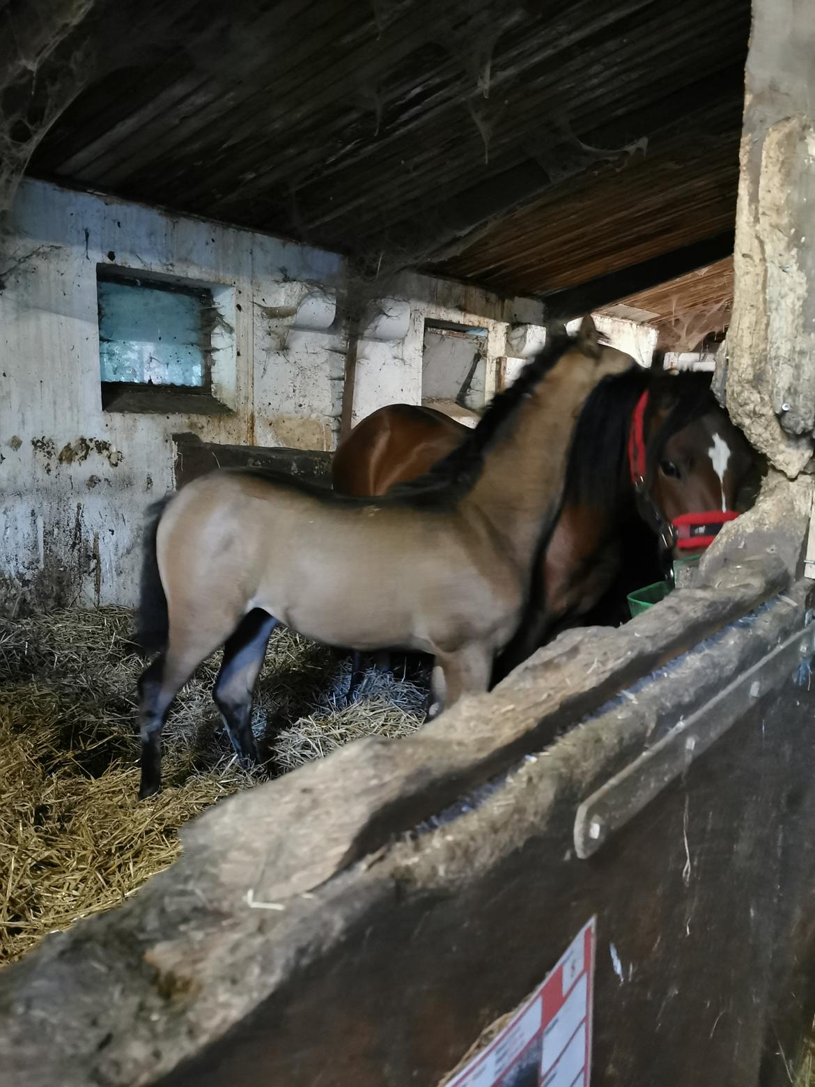 DSP Bjerring's ambrosia billede 13