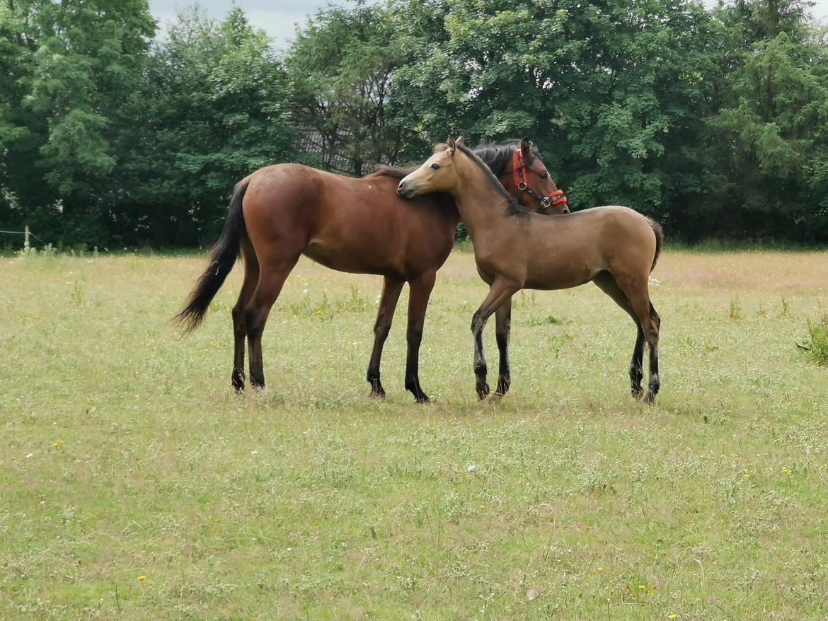 DSP Bjerring's ambrosia billede 14