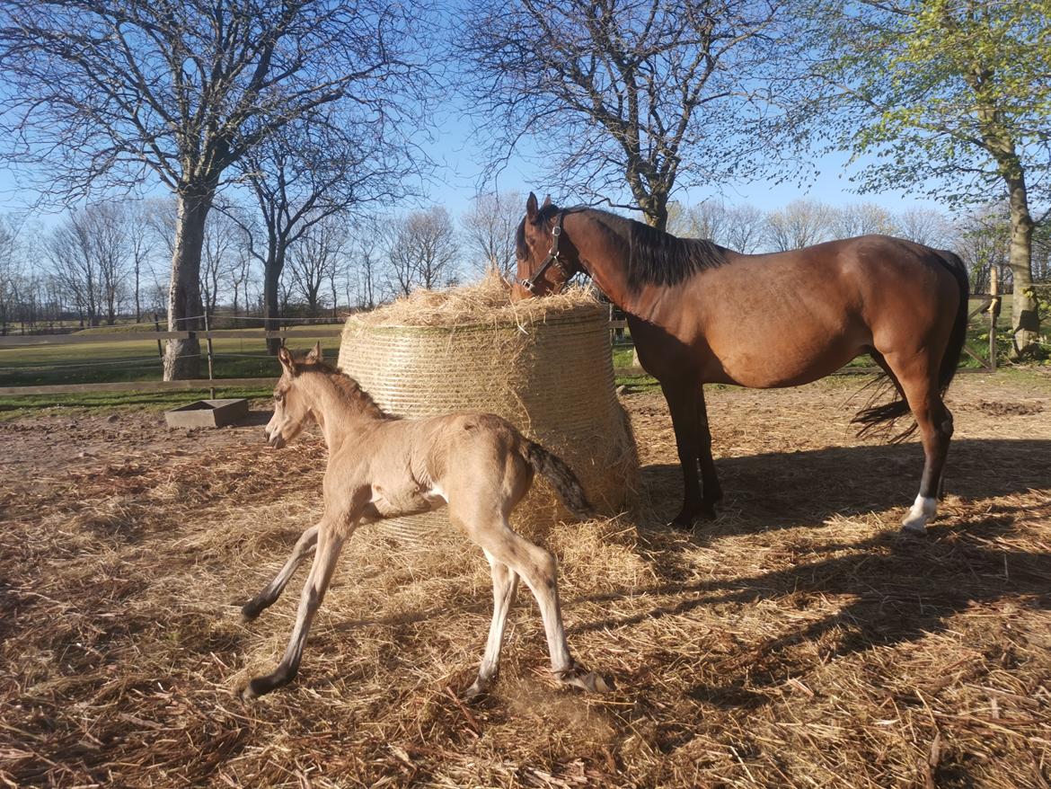 DSP Bjerring's ambrosia billede 11