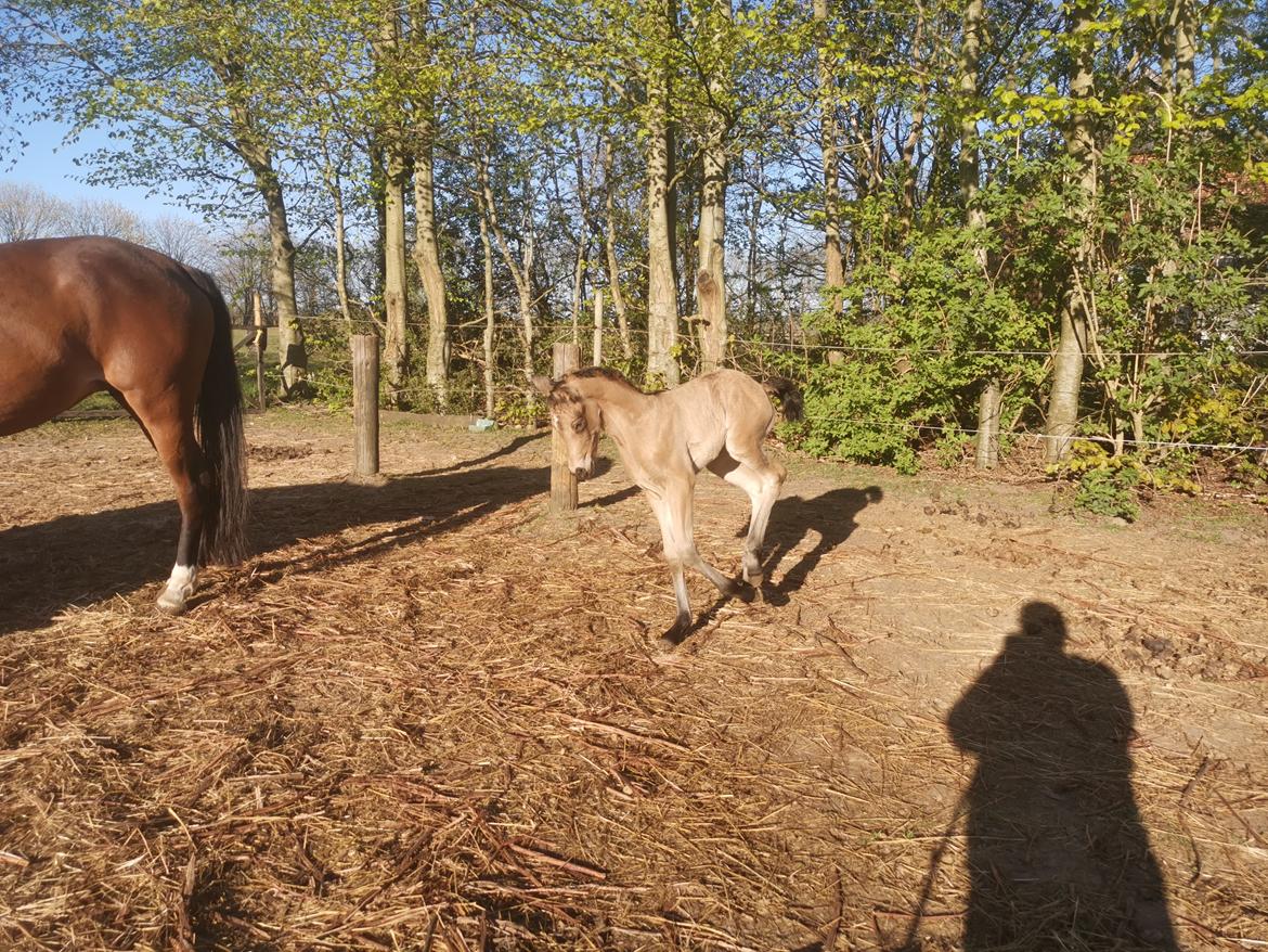 DSP Bjerring's ambrosia billede 10