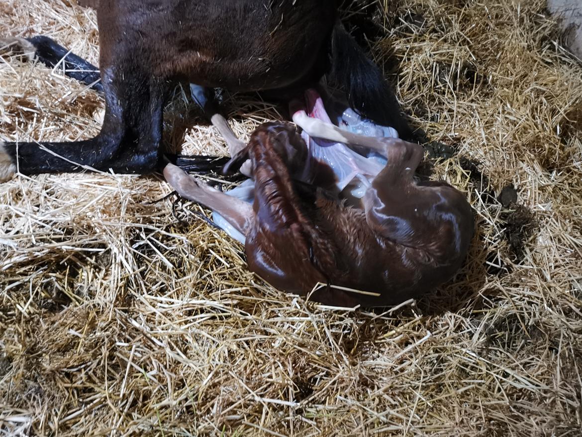 DSP Bjerring's electra billede 7