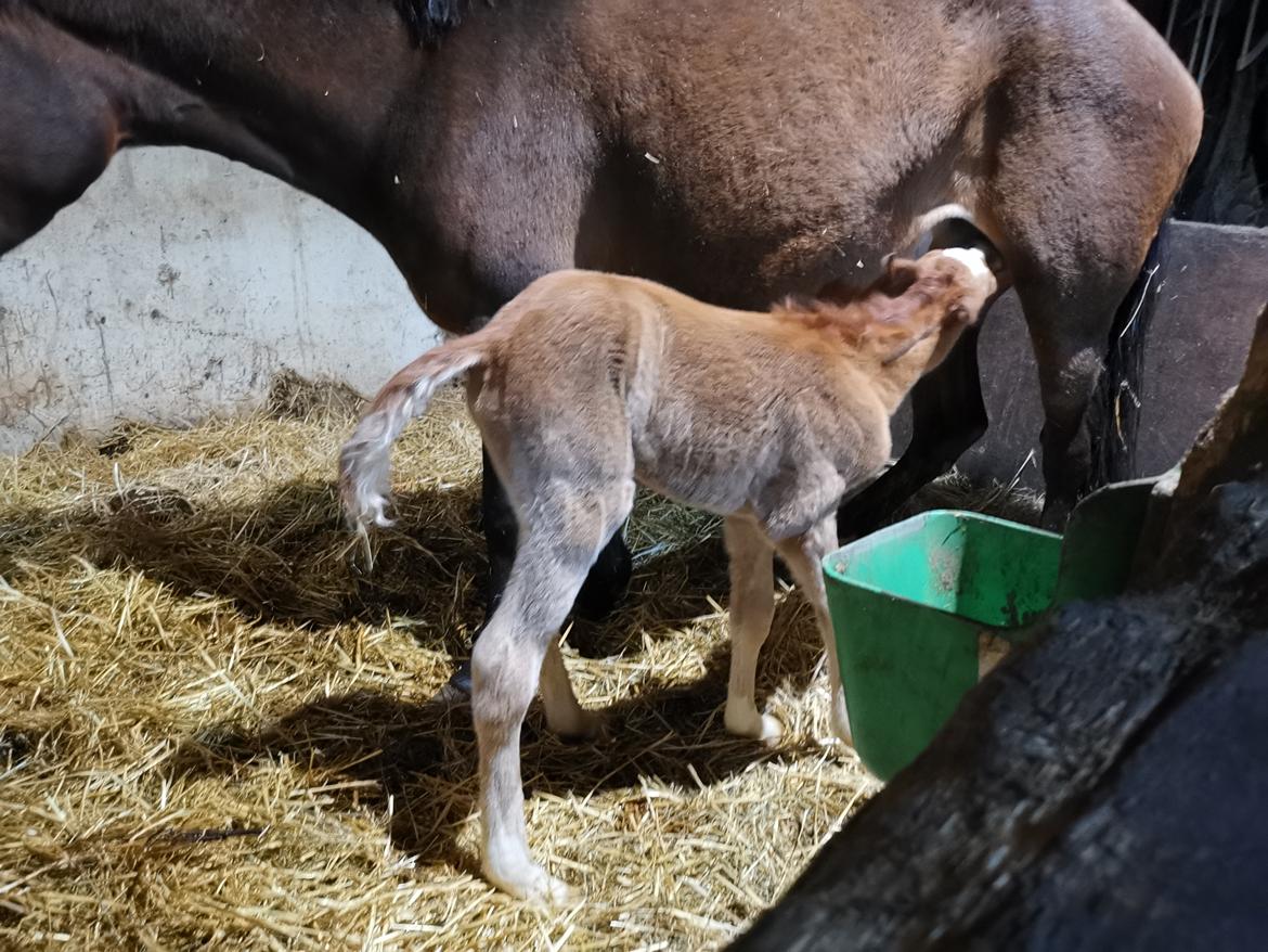 DSP Bjerring's electra billede 9