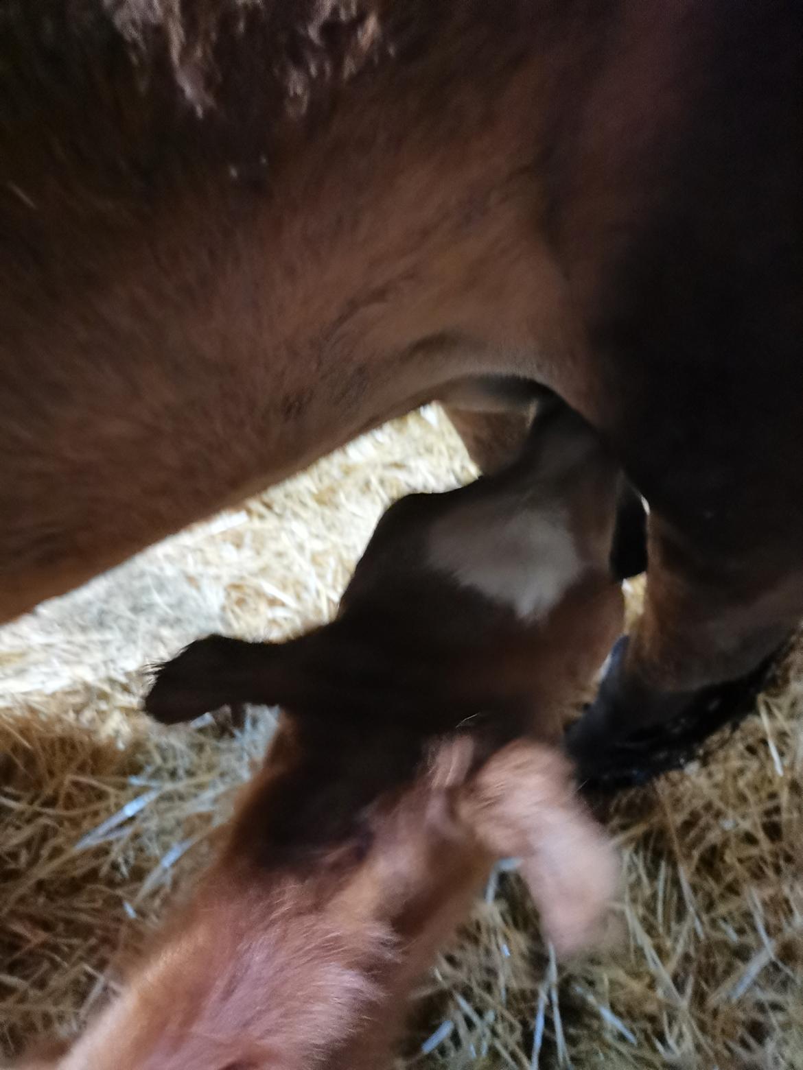 DSP Bjerring's electra billede 8