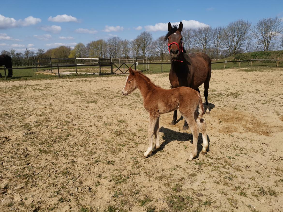 DSP Bjerring's electra billede 10