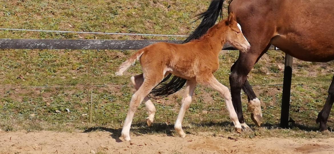 DSP Bjerring's electra billede 12