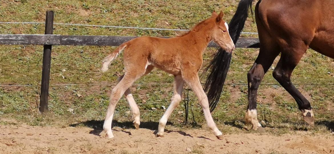 DSP Bjerring's electra billede 13