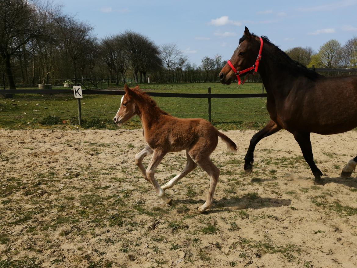 DSP Bjerring's electra billede 14