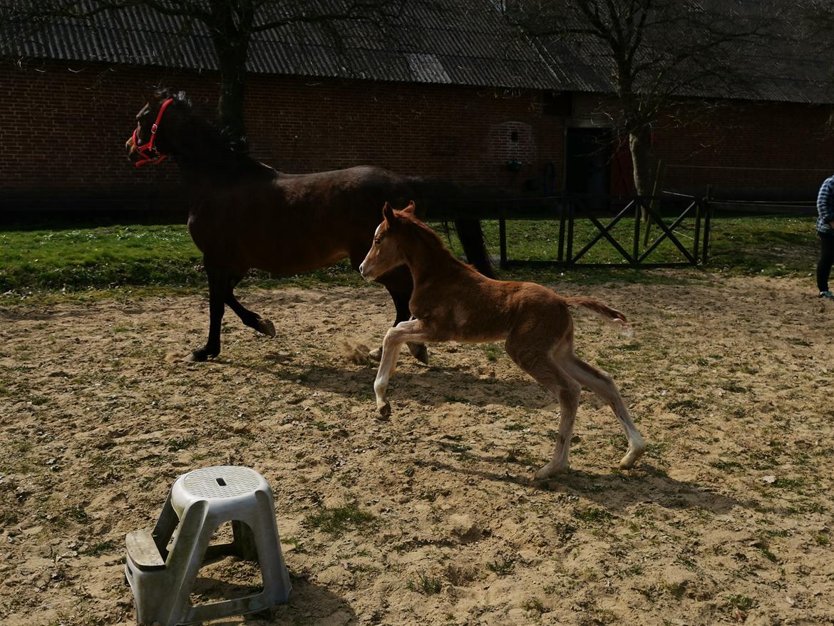 DSP Bjerring's electra billede 15