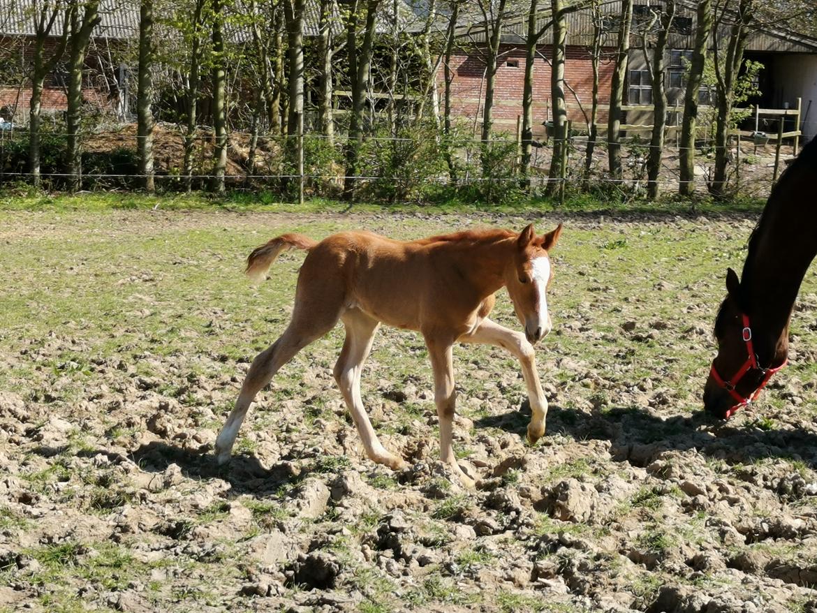 DSP Bjerring's electra billede 16