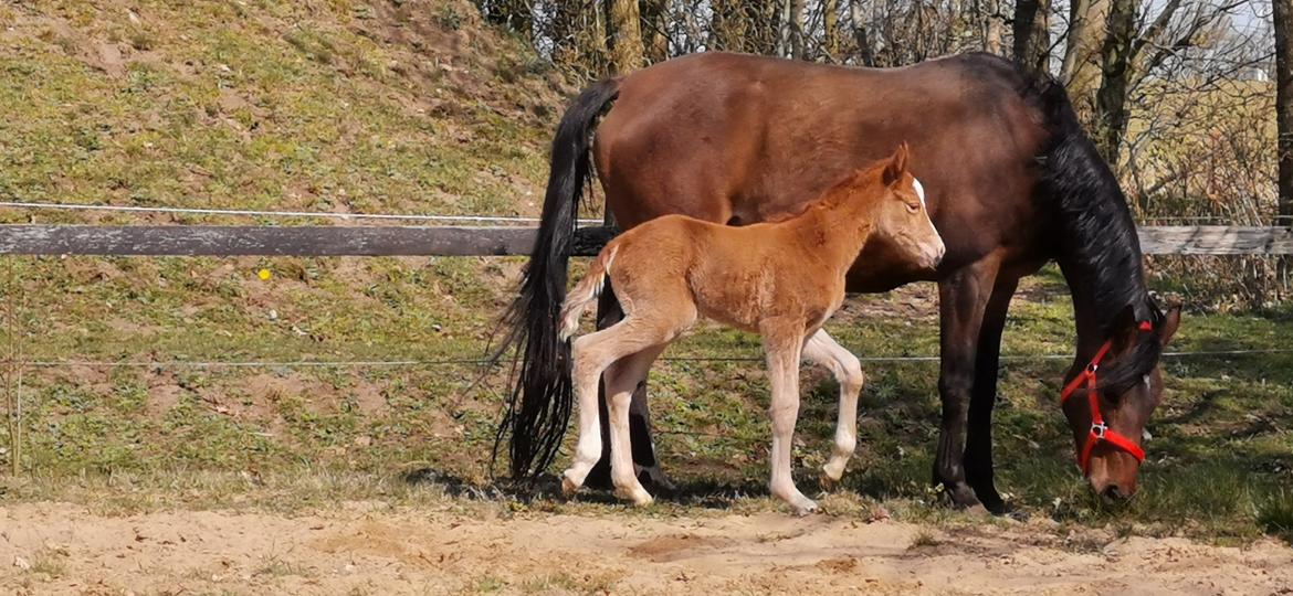 DSP Bjerring's electra billede 11