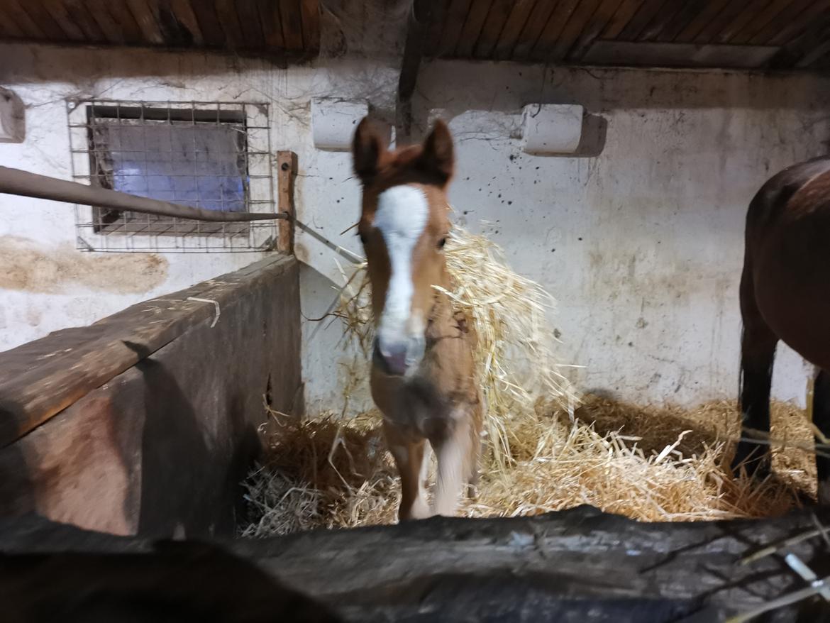 DSP Bjerring's electra billede 17