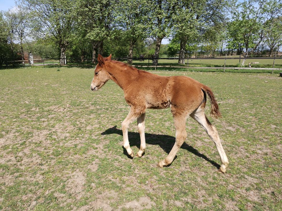 DSP Bjerring's electra billede 18