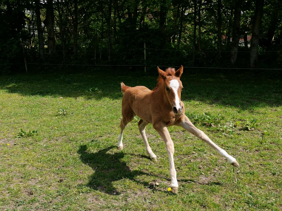 DSP Bjerring's electra billede 3