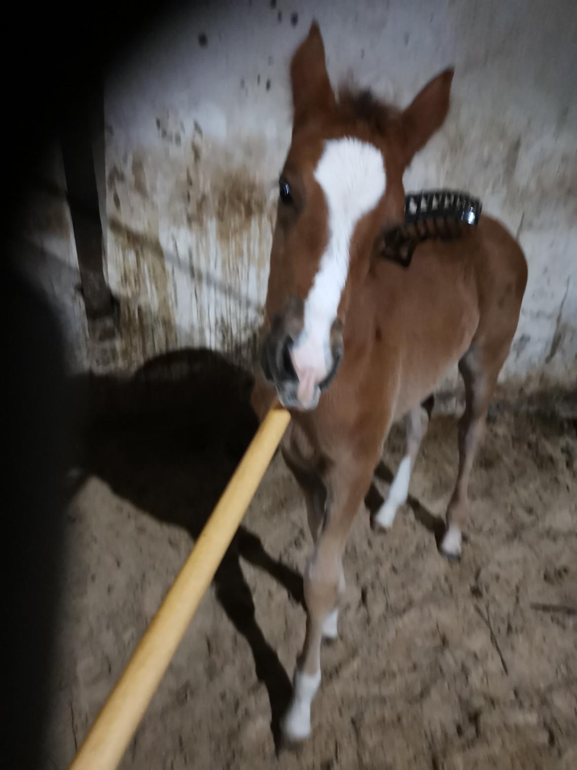 DSP Bjerring's electra billede 19