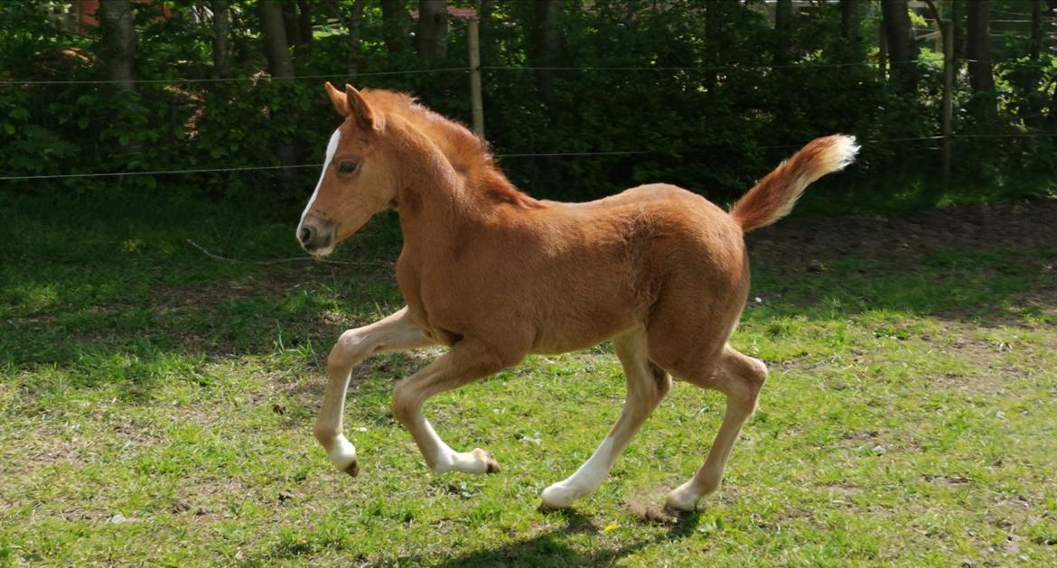 DSP Bjerring's electra billede 5