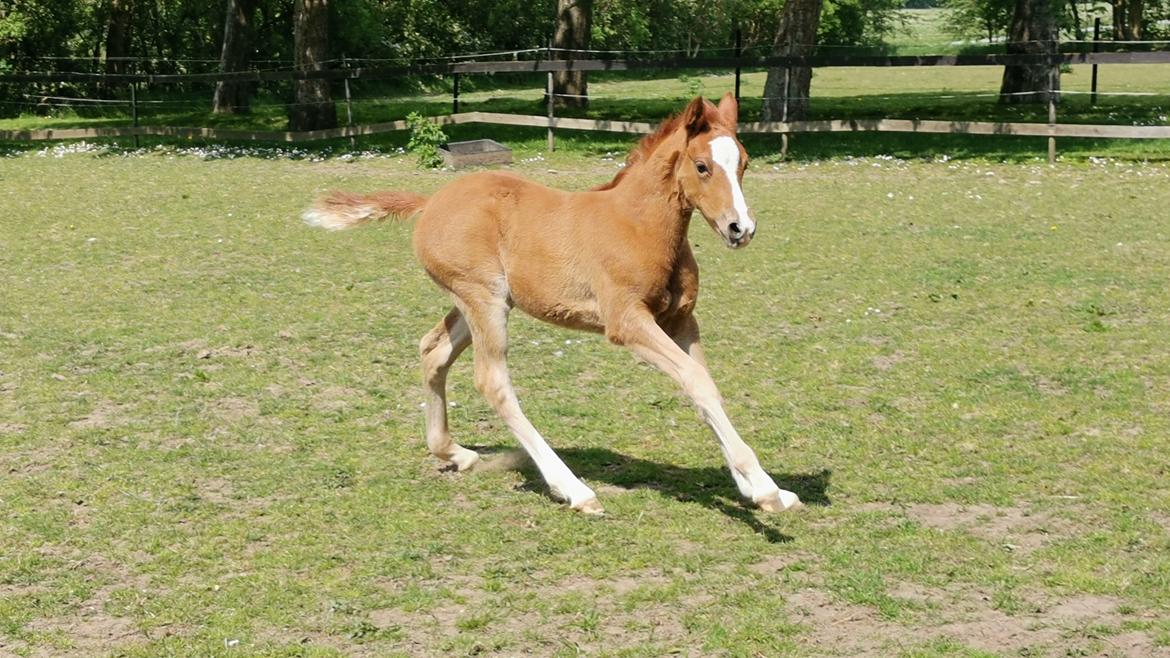 DSP Bjerring's electra billede 4