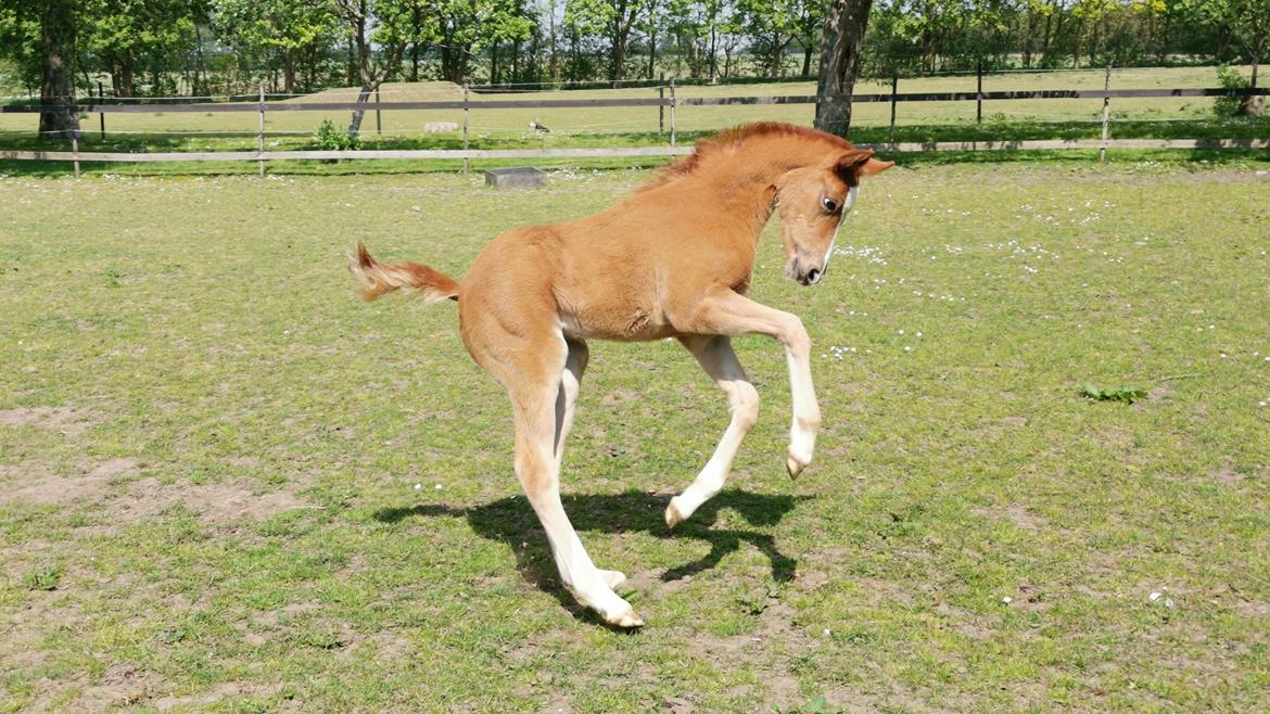 DSP Bjerring's electra billede 2