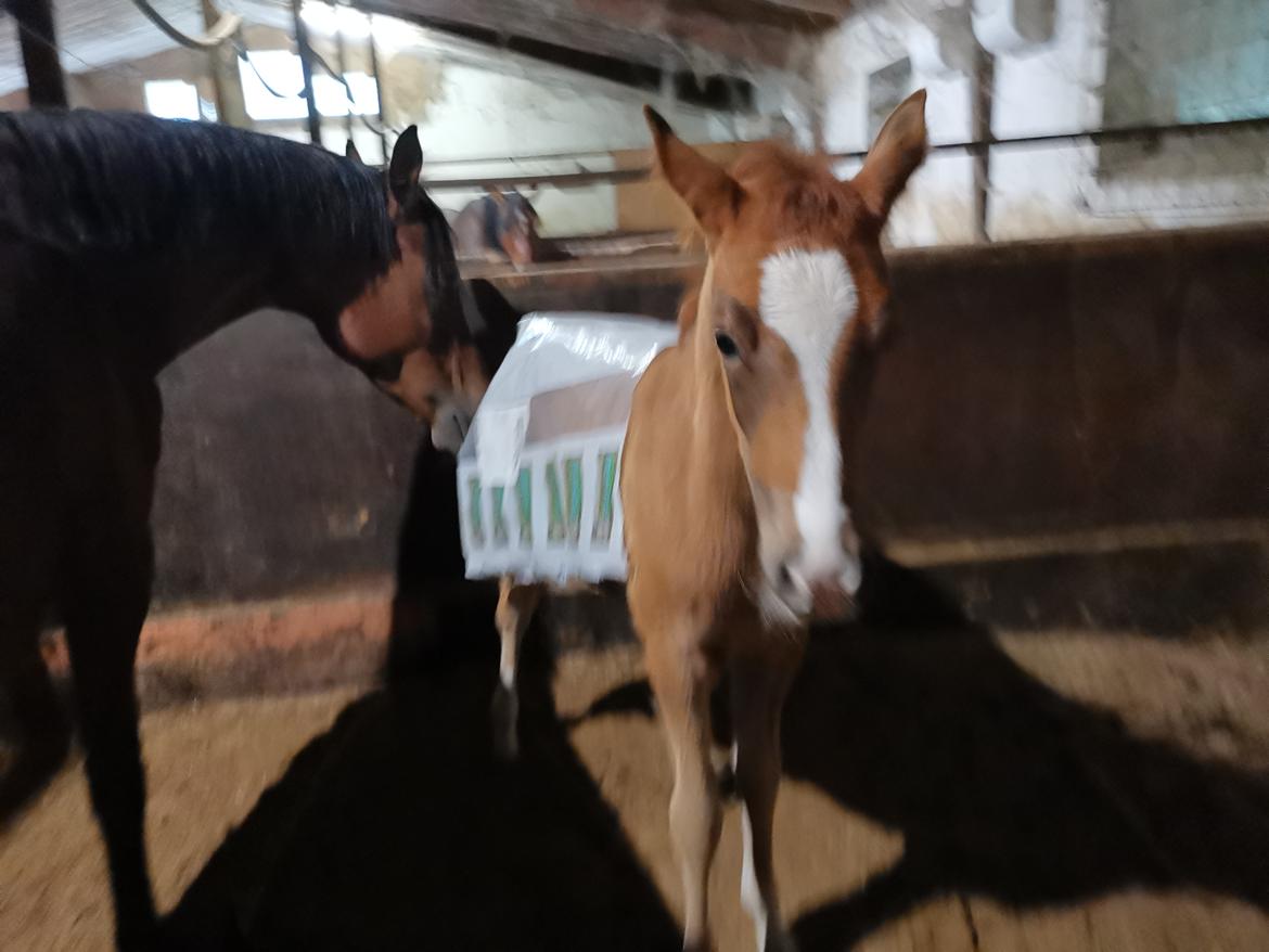 DSP Bjerring's electra billede 20